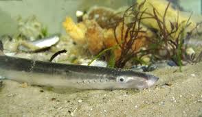 Attēlu rezultāti vaicājumam “Lampetra fluviatilis”