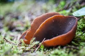 Attēlu rezultāti vaicājumam “Peziza badia”