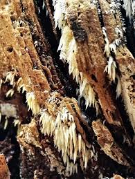 Attēlu rezultāti vaicājumam “Mucronella bresadolae”