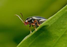 Attēlu rezultāti vaicājumam “Alticinae”