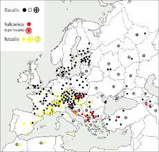 Attēlu rezultāti vaicājumam “Mecyna flavalis”