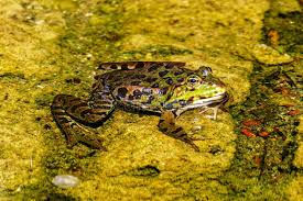 Attēlu rezultāti vaicājumam “Rana temporaria”