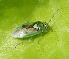 Attēlu rezultāti vaicājumam “Orthops basalis”