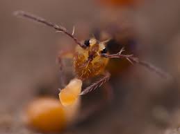 Attēlu rezultāti vaicājumam “Ptenothrix sp.”