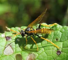 Attēlu rezultāti vaicājumam “Tenthredo scrophulariae”