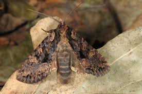 Attēlu rezultāti vaicājumam “Mniotype satura”