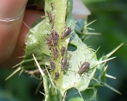 Attēlu rezultāti vaicājumam “Uroleucon hypochoeridis”