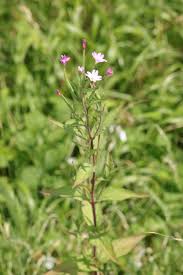 Attēlu rezultāti vaicājumam “Epilobium montanum leaf”