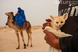 Attēlu rezultāti vaicājumam “Vulpes zerda”