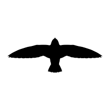 Image result for Hirundapus caudacutus