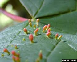 Attēlu rezultāti vaicājumam “Vasates quadripedes”