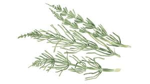 Attēlu rezultāti vaicājumam “Equisetum arvense”