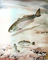 Image result for Sciaenops ocellatus