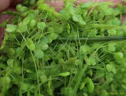 Attēlu rezultāti vaicājumam “Lemna gibba”