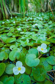 Attēlu rezultāti vaicājumam “Hydrocharis morsus-ranae flower”