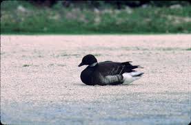 Attēlu rezultāti vaicājumam “Branta bernicla”