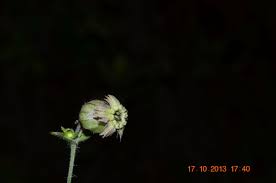 Attēlu rezultāti vaicājumam “Silene tatarica bud”