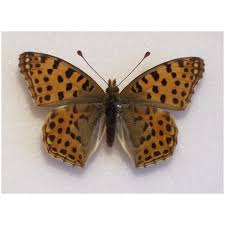 Attēlu rezultāti vaicājumam “Issoria lathonia underside”