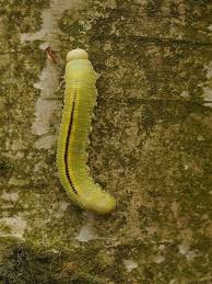 Attēlu rezultāti vaicājumam “Cimbex femoratus larva”