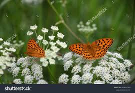 Attēlu rezultāti vaicājumam “Argynnis laodice underside”