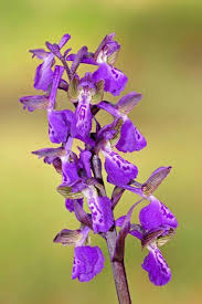 Attēlu rezultāti vaicājumam “Orchis morio”
