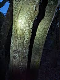 Attēlu rezultāti vaicājumam “Nectria episphaeria”