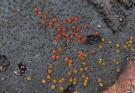 Attēlu rezultāti vaicājumam “Nectria episphaeria”