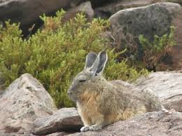 Image result for viscacha