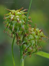 Attēlu rezultāti vaicājumam “Carex lepidocarpa”