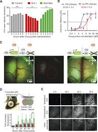 Image result for backmodel terzi