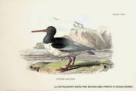 Attēlu rezultāti vaicājumam “Haematopus ostralegus”