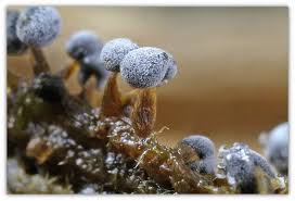 Attēlu rezultāti vaicājumam “Didymium bahiense macro”