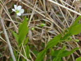 Attēlu rezultāti vaicājumam “Moehringia lateriflora flower”