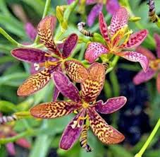 Image result for Pardancanda norrisii