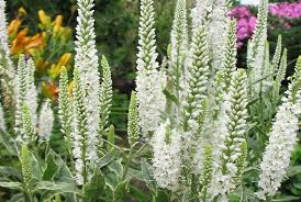 Attēlu rezultāti vaicājumam “Veronica longifolia flower”