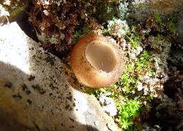 Attēlu rezultāti vaicājumam “Humaria hemisphaerica”