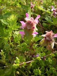 Attēlu rezultāti vaicājumam “Lamium purpureum flower”