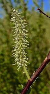 Attēlu rezultāti vaicājumam “Salix myrsinifolia female flower”