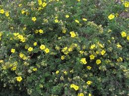 Attēlu rezultāti vaicājumam “Pentaphylloides fruticosa”