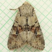 Attēlu rezultāti vaicājumam “Apamea sordens”