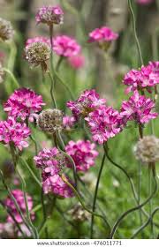 Attēlu rezultāti vaicājumam “Armeria vulgaris flower”