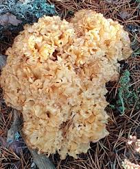 Attēlu rezultāti vaicājumam “Sparassis crispa”