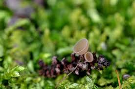 Attēlu rezultāti vaicājumam “Ciboria amentacea”