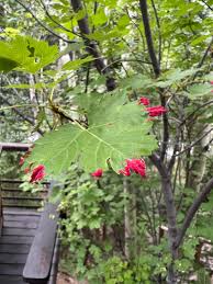 Attēlu rezultāti vaicājumam “Acalitus longisetosus”