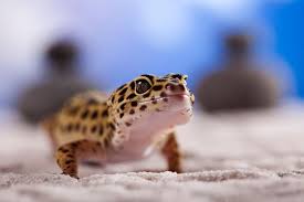 Image result for gravidity leopard gecko