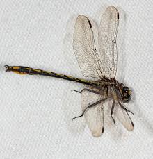 Attēlu rezultāti vaicājumam “Gomphidae”