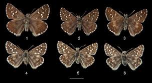 Attēlu rezultāti vaicājumam “Pyrgus alveus upperside”