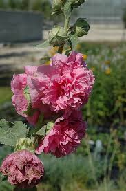 Image result for Alcea (althaea) rosea