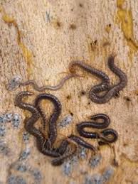 Attēlu rezultāti vaicājumam “Geophilidae”