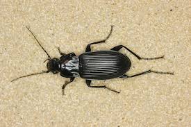 Attēlu rezultāti vaicājumam “Pterostichus niger”